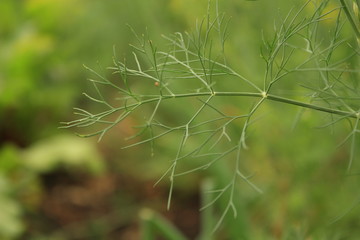 fresh dill, autumn vegatables in the garden