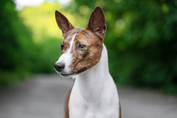 Portrait of a red basenji standing in a summer forest. Basenji Kongo Terrier Dog.