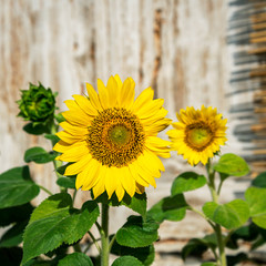 Growing sunny sunflowers.