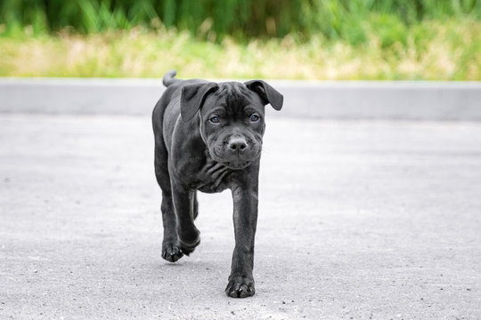 English Staffordshire Bull Terrier Photos Royalty Free Images Graphics Vectors Videos Adobe Stock