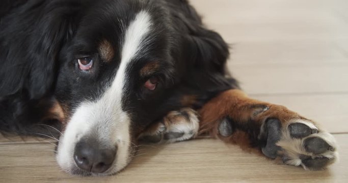 Old Bovaro Bernese dog tired on the floor