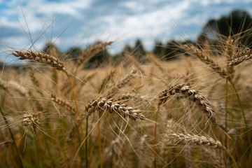 Natural wheat field.