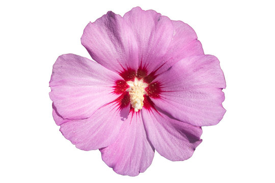 Syrian ketmia pink with deep red centre rose of Sharon 'Hamabo' flower isolated on white