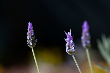 Blossoming Lavender flowers background. Macro.