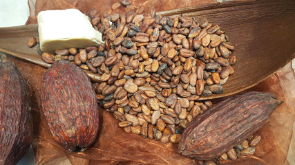 Whole ripe cacao fruit and seeds at homemade chocolate tasting. Mobile photography. Closed-up