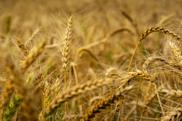 Natural wheat field.