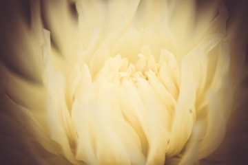 Abstract floral background. Macro photography. fine art.