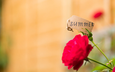 Bright Red Rose With Handwritten Text ‘SUMMER’ are on Blurred Wooden Garden Fence Background With Copy Space on the Left. Horizontal Image. Concept: Summertime.