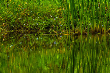 Green shore in the reflection of the water of the pond