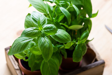 Organic fresh basil plant in pot, home gardening, plant care