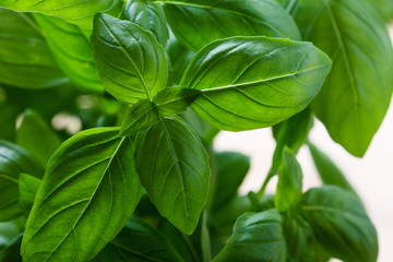 Organic fresh basil plant in pot, home gardening, plant care