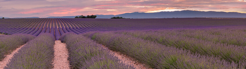 Naklejka na ściany i meble French landscape - Valensole. Sunset over the fields of lavender in the Provence (France).