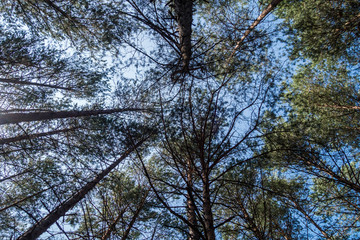 bottom view of pines and blue sky.