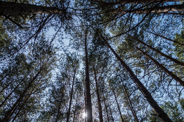 bottom view of pines and blue sky.