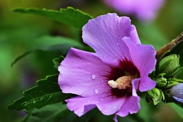 Hibiskus Blüte mit Regentropfen © bwagner
