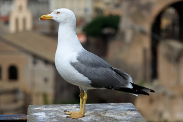 Gull close up