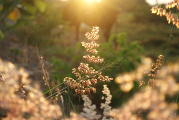 flowers and sun