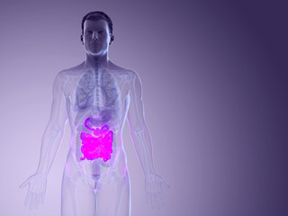 Naklejka premium 3d rendered medically accurate illustration of a mans small intestine