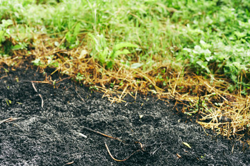 grass in soil