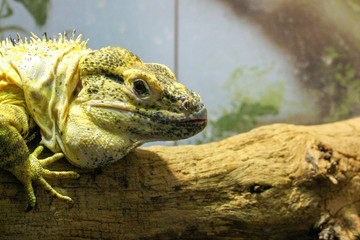 iguana on rock