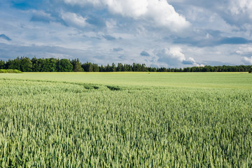 In the fields grows the crop and beautiful wildflowers in a rural landscape.