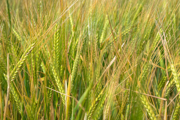 Close up of a barley ears with raindrops in a field. Selective focus.