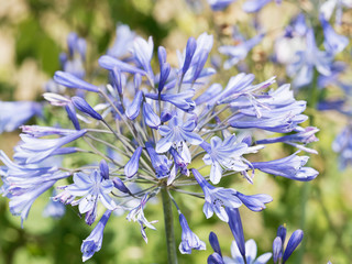Agapanthus praecox - L'agapanthe précoce ou lis du Nil avec ses ombelles de fleurs bleue violettes...