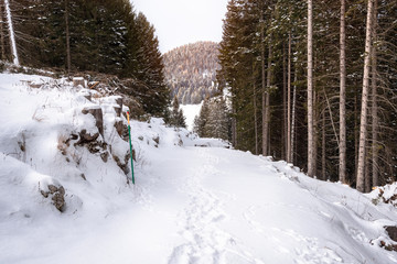 Footsteps on a snowy mountain trail ithrough a dense pine forest on a winter day