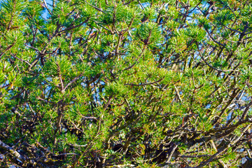 Fototapeta premium Background of green pine branches