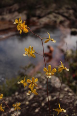 brasilian orchid