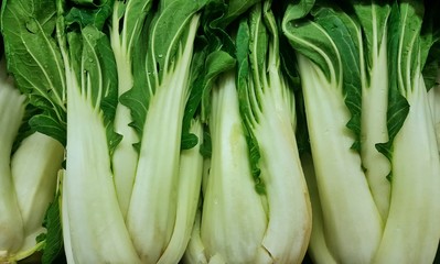 A display of fresh green Bok Choy leafy vegetables for sale on a supermarket shelf. It derives from Asia and is popular in Cantonese cooking.