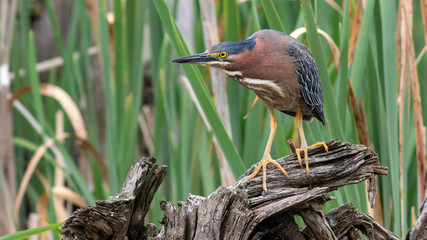 Green Heron (Butorides virescens)
