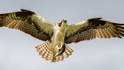 Osprey Hawk with fish (Pandion haliaetus)