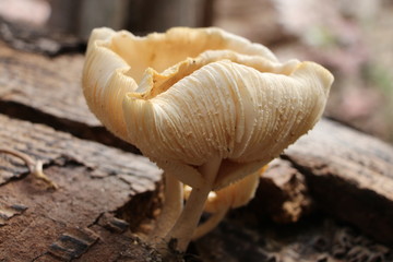 Mushrumbrella