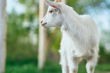 Fototapeta premium portrait of a goat