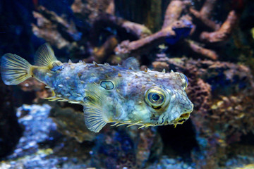 Fototapeta premium fish in aquarium