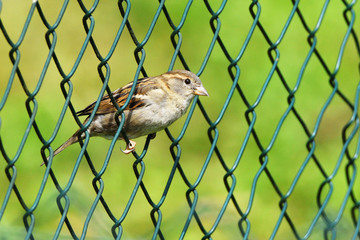 Female house sparrow, Passer domesticus, between mesh wire fence