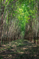 Reihe von Kautschukbäumen in Thailand