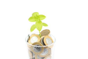Close-up of vase with Brazilian money coins sprouting a tree. Plant Growing In Savings Coins. Brazil. Selective focus.