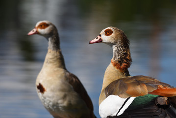 A couple of egyptian goose, Alopochen aegyptiaca, next to a river
