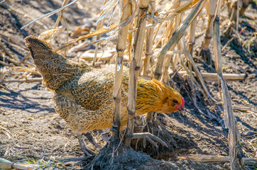free range chicken feeding in cornfield