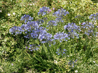 Fototapeta premium Agapanthus praecox - L'agapanthe précoce ou lis du Nil