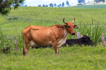 cow in field