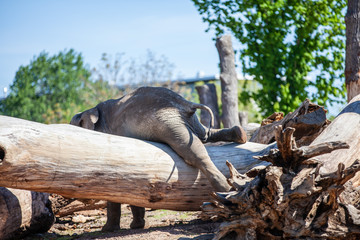 Fototapeta na wymiar Elefant klettert über einen Baum im Zoo