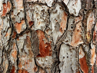 tree bark close up. Background