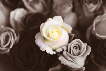 white rose on a background of dark roses, abstraction, there is always white in life