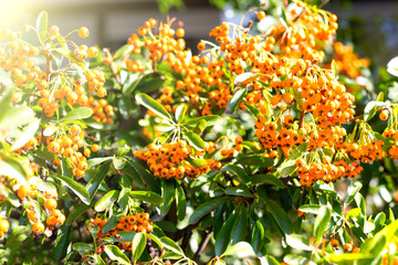 branch of orange sea buckthorn berries, close up, toned with sunlight