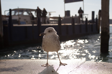 Möwe am Hafen in Venedig