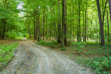 Fototapeta premium Dirt road through a green leaved forest