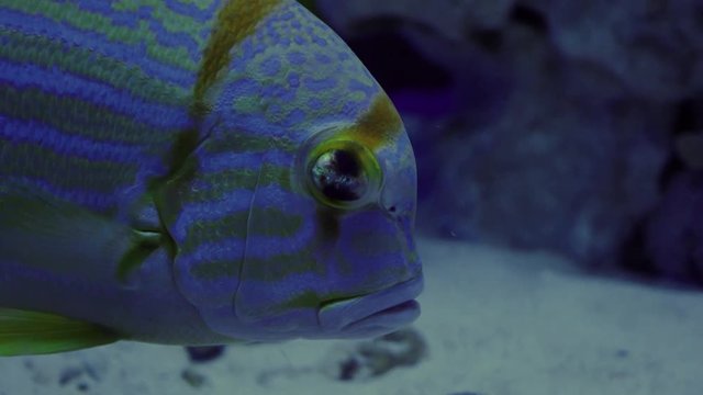 Blue-Lined Sea Bream, Symphorichthys Spilurus, Single Fish is Floating, fish closeup, oceanarium, underwater, blue lamplight